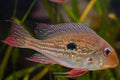 Eartheater ciclid Geophagus winemilleri from Brazil Royalty Free Stock Photo